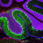 Mouse brain under confocal microscope